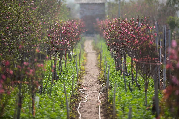 Peach blossom farm in Hanoi