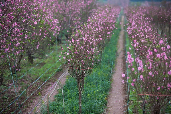 Peach Blossom Field in Hanoi Springtime