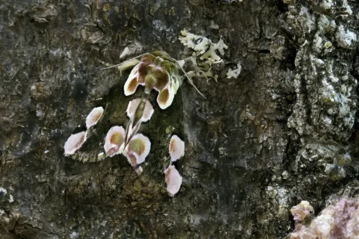 Framed Print : Peach Blossom -Thyatira batis-, camouflage, Upper Bavaria, Bavaria, Germany Framed Print : Peach Blossom -Thyatira batis-, camouflage, Upper Bavaria, Bavaria, Germany
