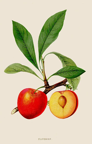 Peach burbank illustration 1891