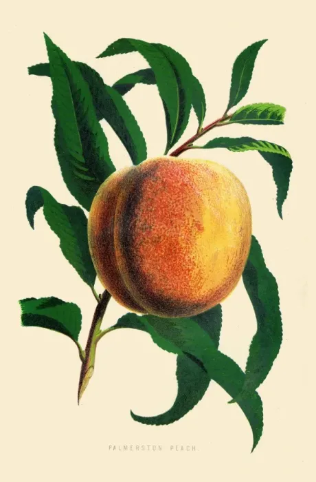 Framed Print : Peach illustration 1874 Framed Print : Peach illustration 1874