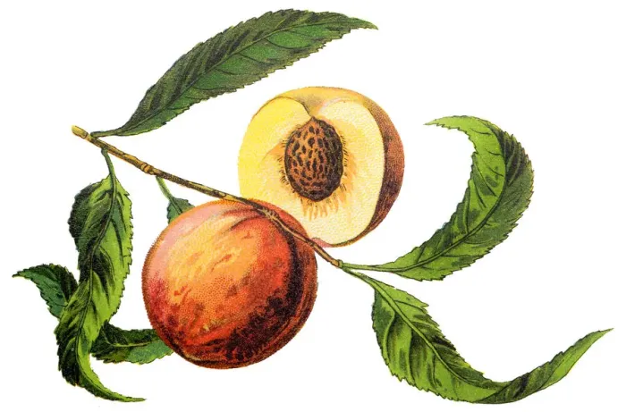 Framed Print : The peach (Prunus persica) Framed Print : The peach (Prunus persica)
