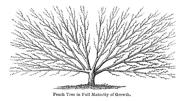 Peach tree engraving 1874