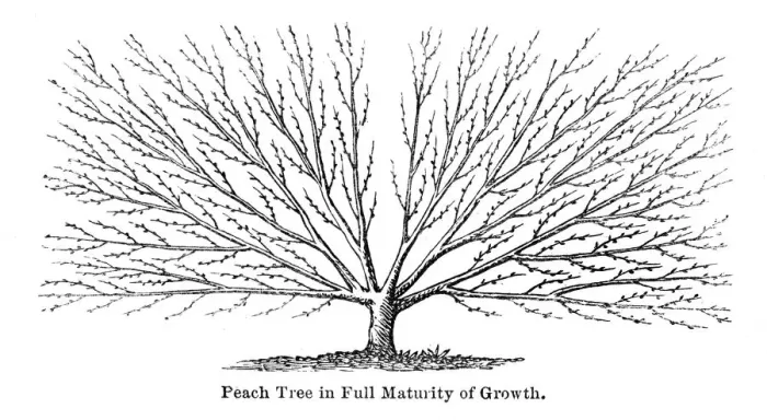 Framed Print : Peach tree engraving 1874