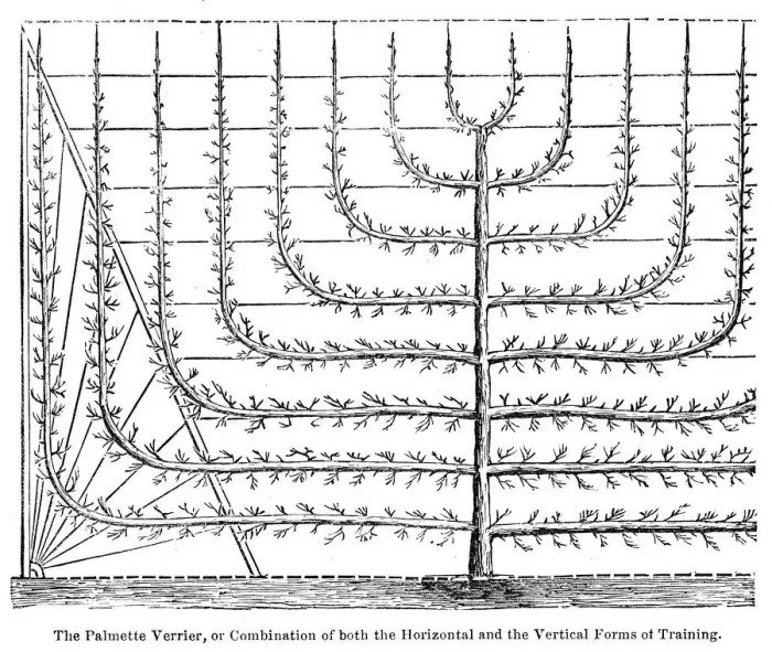 Framed Print : Peach tree growth training engraving 1874 Framed Print : Peach tree growth training engraving 1874