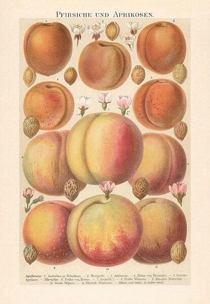 Peaches and apricots with blossoms and stones, chromolithograph, published 1897