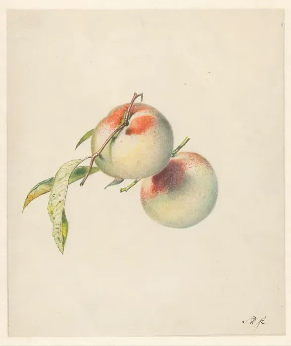 Framed Print : Two Peaches On Their Stems Framed Print : Two Peaches On Their Stems