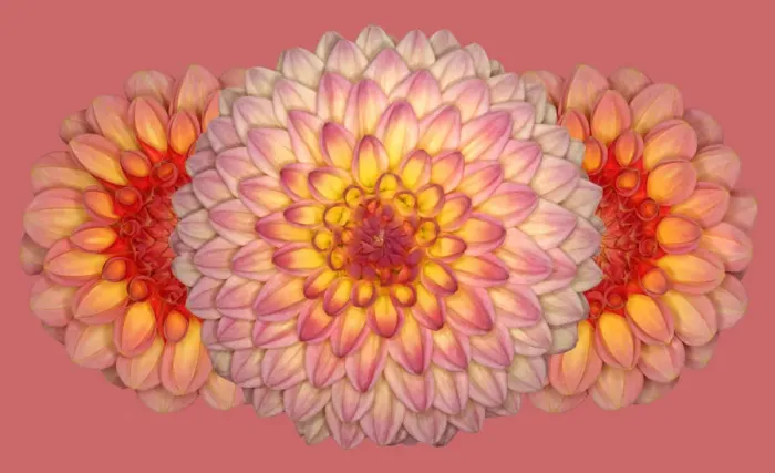Framed Print : Peachy. Dahlias Wootton Phoebe and Aimie times two Framed Print : Peachy. Dahlias Wootton Phoebe and Aimie times two