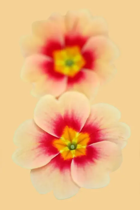 Framed Print : Peachy Poly Framed Print : Peachy Poly