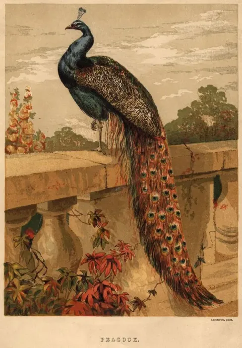 Framed Print : The Peacock Framed Print : The Peacock