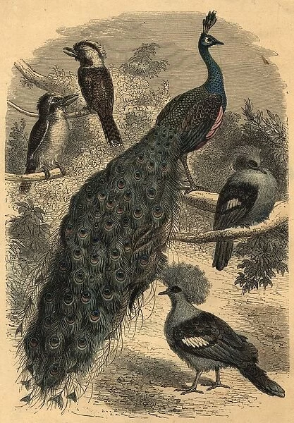 A Peacock. circa 1800: A peacock with other birds. (Photo by Hulton Archive / Getty Images)