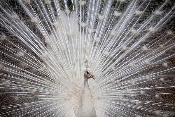 Peacock. White Peacock