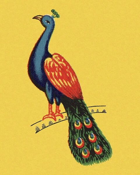 Peacock. http: /  / csaimages.com / images / istockprofile / csa_vector_dsp.jpg