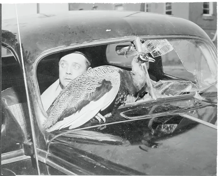 Framed Print : Peacock on Car Hood after Crashing into Windshield
