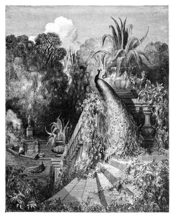 Framed Print : The peacock complaining to Juno Framed Print : The peacock complaining to Juno