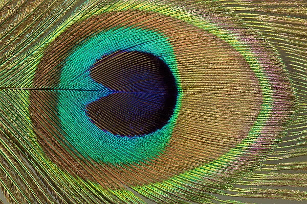 Peacock Feather Close Up Photograph