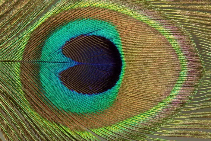 Framed Print : Peacock Feather Close Up Photograph