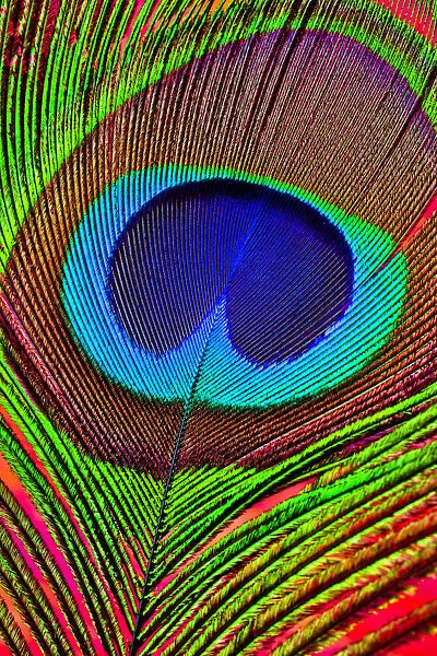 Peacock feather close-up