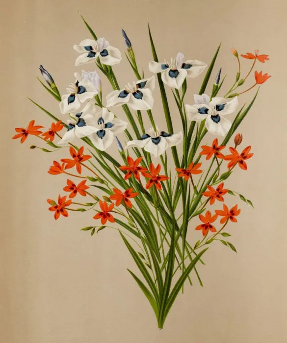 Framed Print : Peacock iris and freesia flowers, a 19th century botanical illustration Framed Print : Peacock iris and freesia flowers, a 19th century botanical illustration