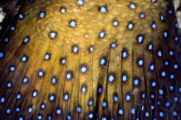 Peacock rockcod (Cephalopholis argus) detail of skin