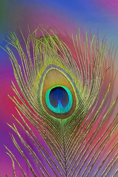 Peacock Tail Feathers Hues