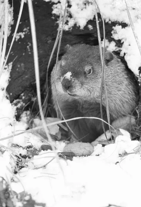 Framed Print : Peanut the Groundhog Looking Out of Burrow Framed Print : Peanut the Groundhog Looking Out of Burrow