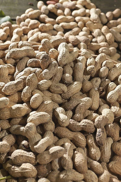 Peanuts -Arachis hypogaea-