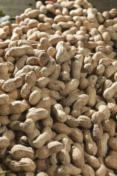 Framed Print : Peanuts -Arachis hypogaea- Framed Print : Peanuts -Arachis hypogaea-