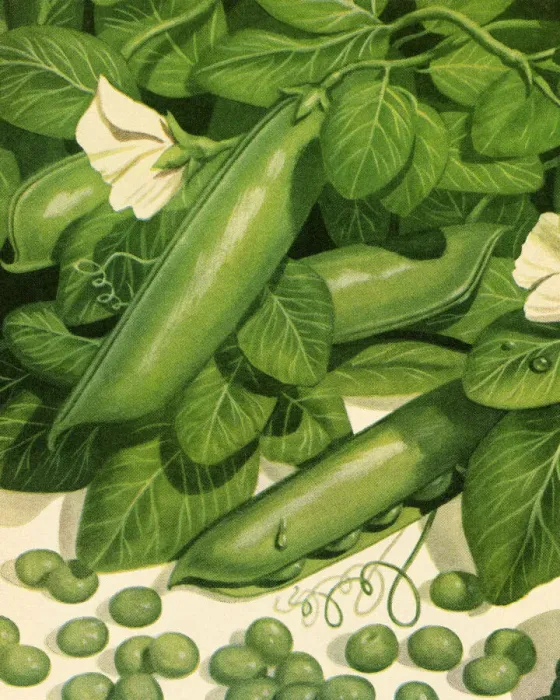 Framed Print : Peapods. http: /  / csaimages.com / images / istockprofile / csa_vector_dsp.jpg