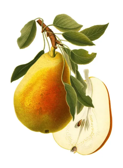 Framed Print : Pear Framed Print : Pear