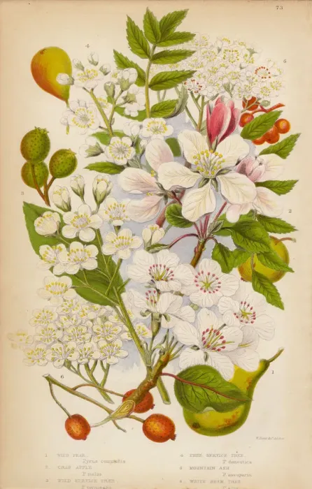 Framed Print : Pear, Apple, Service and Ash Trees, Victorian Botanical Illustration Framed Print : Pear, Apple, Service and Ash Trees, Victorian Botanical Illustration