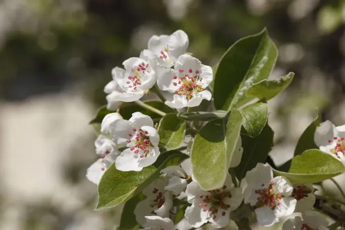 Framed Print : Pear blossoms -Pyrus communis-, Franconian Switzerland, Upper Franconia, Franconia, Bavaria, Germany, Europe