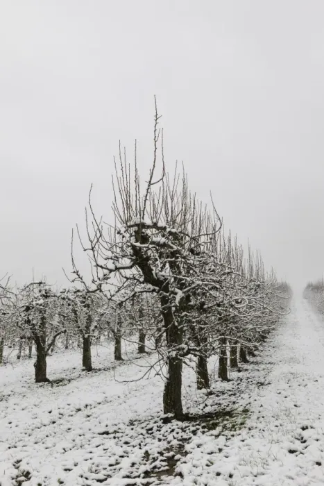 Framed Print : Pear orchard in winter, Baden-Wuerttemberg, Germany, Europe Framed Print : Pear orchard in winter, Baden-Wuerttemberg, Germany, Europe