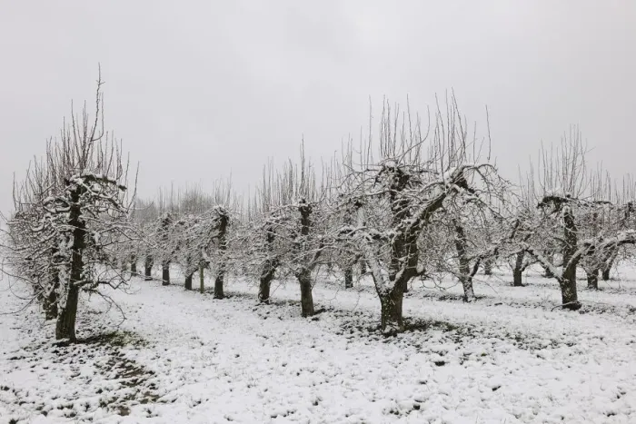 Framed Print : Pear orchard in winter, Baden-Wuerttemberg, Germany, Europe Framed Print : Pear orchard in winter, Baden-Wuerttemberg, Germany, Europe