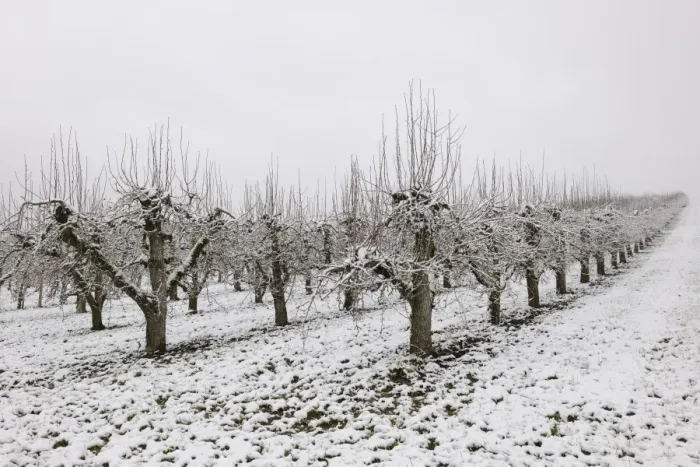 Framed Print : Pear orchard in winter, Baden-Wuerttemberg, Germany, Europe Framed Print : Pear orchard in winter, Baden-Wuerttemberg, Germany, Europe