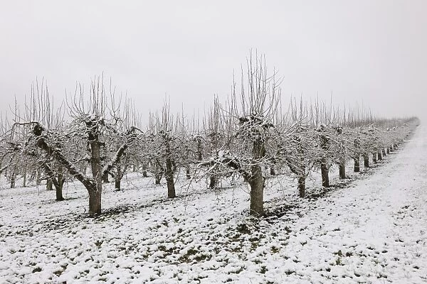Pear orchard in winter, Baden-Wuerttemberg, Germany, Europe