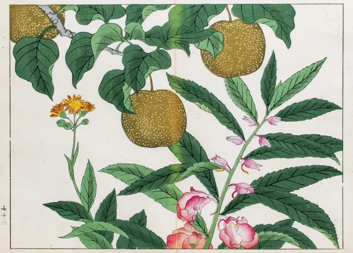 Framed Print : Pear tree and Balsam plant japanese woodblock print Framed Print : Pear tree and Balsam plant japanese woodblock print