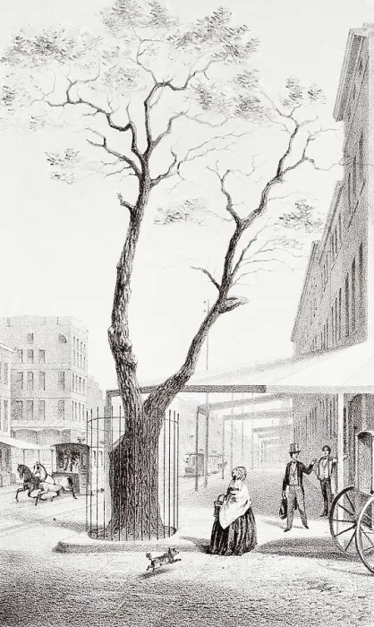 Framed Print : Pear Tree with Fence Around Base Framed Print : Pear Tree with Fence Around Base