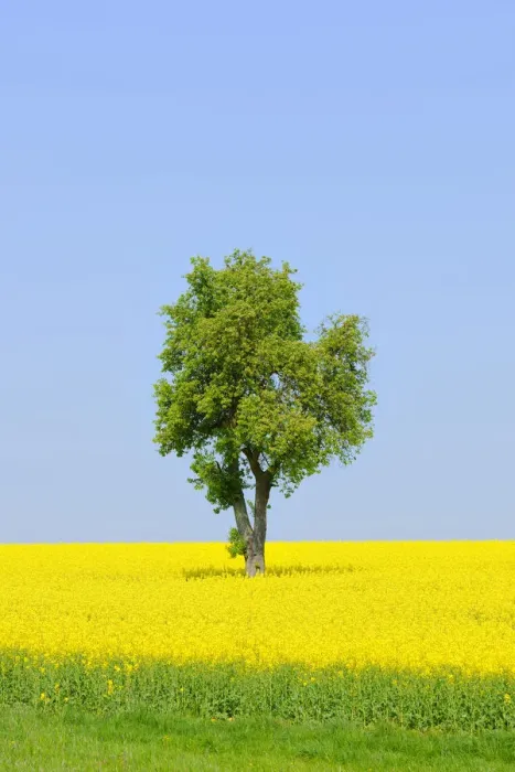 Framed Print : Pear tree -Pyrus- in a canola field, Lower Franconia, Bavaria, Germany, Europe Framed Print : Pear tree -Pyrus- in a canola field, Lower Franconia, Bavaria, Germany, Europe