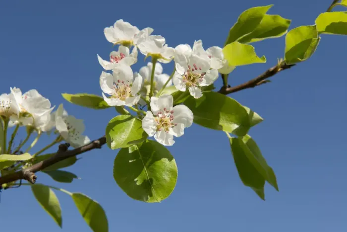 Framed Print : Pear Tree -Pyrus communis-, branch with blossoms, Thuringia, Germany