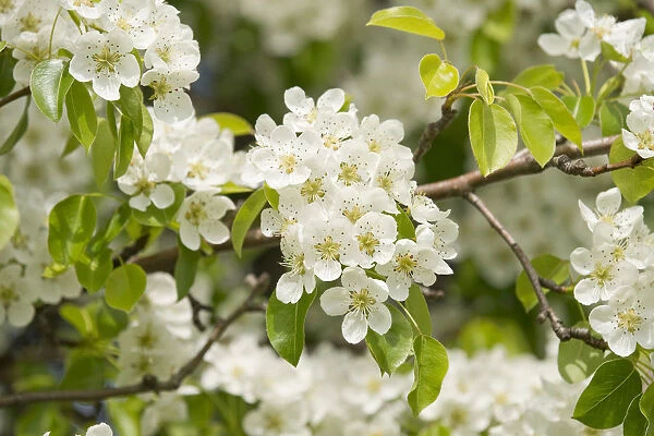 Pear tree -Pyrus communis-, cultivar, branch with blossoms and leaves, Thuringia, Germany