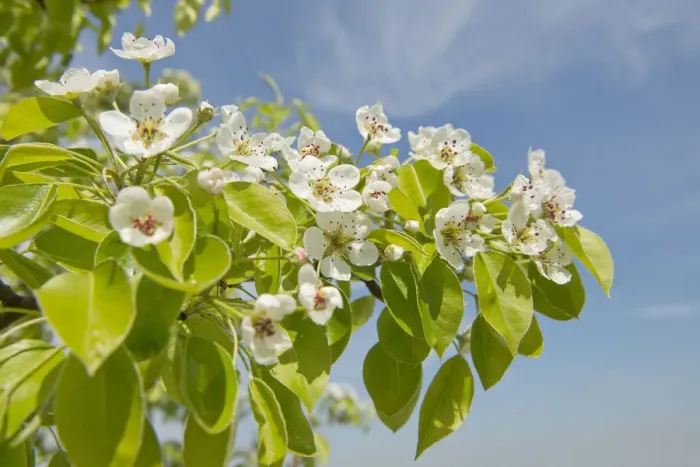 Framed Print : Pear tree -Pyrus communis-, cultivar, branch with blossoms and leaves, Thuringia, Germany Framed Print : Pear tree -Pyrus communis-, cultivar, branch with blossoms and leaves, Thuringia, Germany