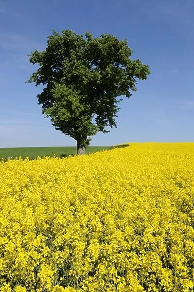 Pear tree -Pyrus communis- in a field of flowering Rape -Brassica napus-, Bavaria, Germany, Europe