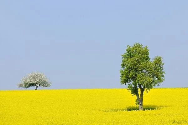 Pear tree -Pyrus- and a flowering apple tree -Malus- in a canola field, Lower Franconia, Bavaria, Germany, Europe