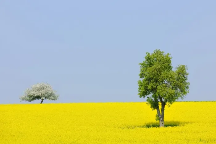 Framed Print : Pear tree -Pyrus- and a flowering apple tree -Malus- in a canola field, Lower Franconia, Bavaria, Germany, Europe Framed Print : Pear tree -Pyrus- and a flowering apple tree -Malus- in a canola field, Lower Franconia, Bavaria, Germany, Europe