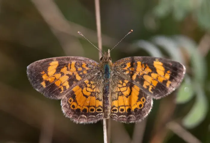 Framed Print : Pearl Crescent Butteffly Framed Print : Pearl Crescent Butteffly