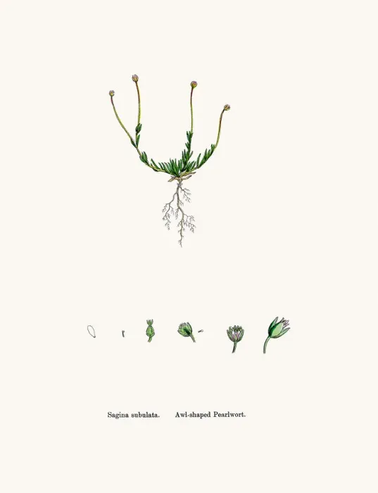Framed Print : Pearlwort plant Framed Print : Pearlwort plant