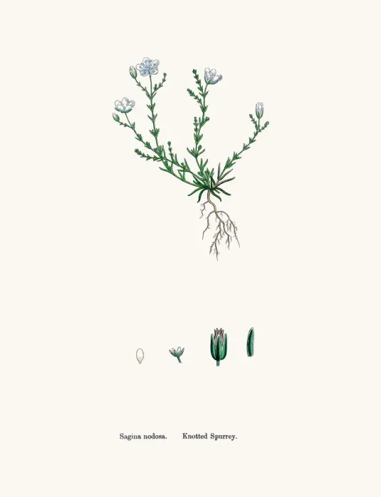 Framed Print : Pearlwort plant Framed Print : Pearlwort plant