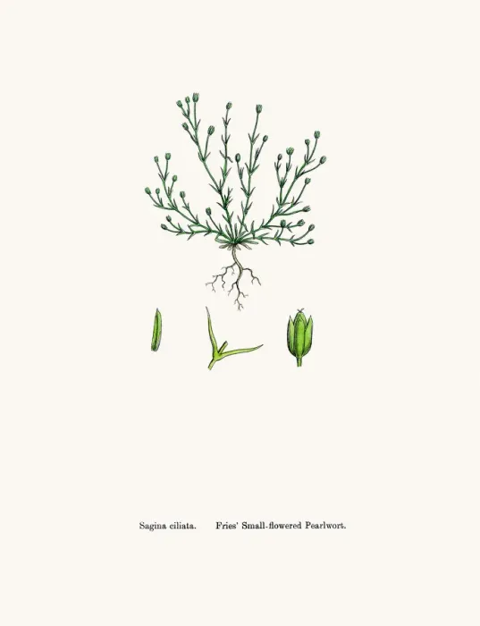 Framed Print : Pearlwort plant Framed Print : Pearlwort plant