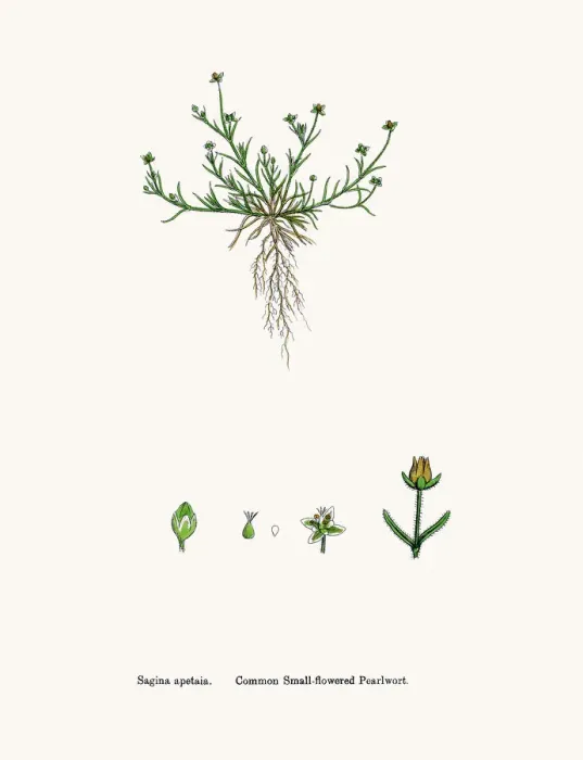 Framed Print : Pearlwort plant Framed Print : Pearlwort plant
